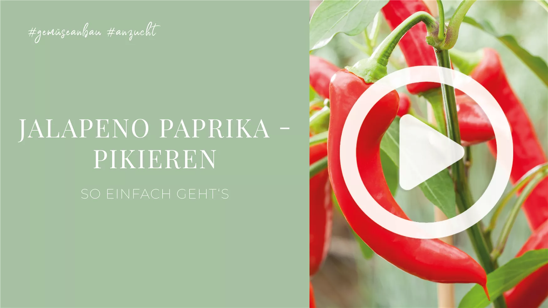 Jalapeno Paprika - Pikieren