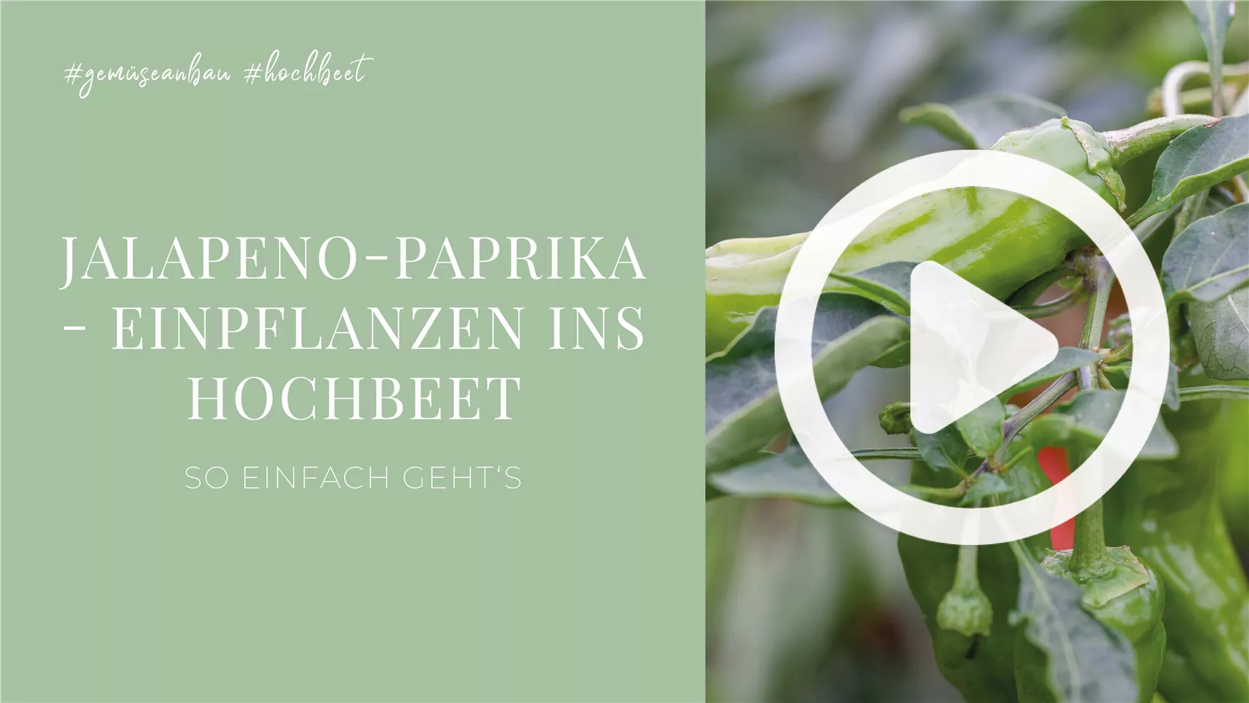 Jalapeno-Paprika - Einpflanzen ins Hochbeet