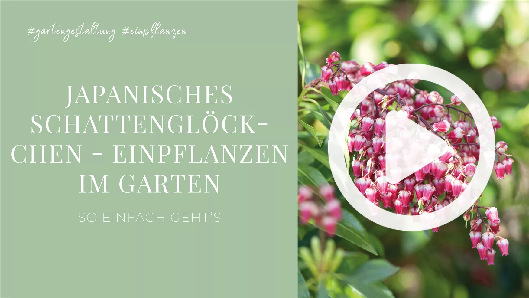 Japanisches Schattenglöckchen - Einpflanzen im Garten