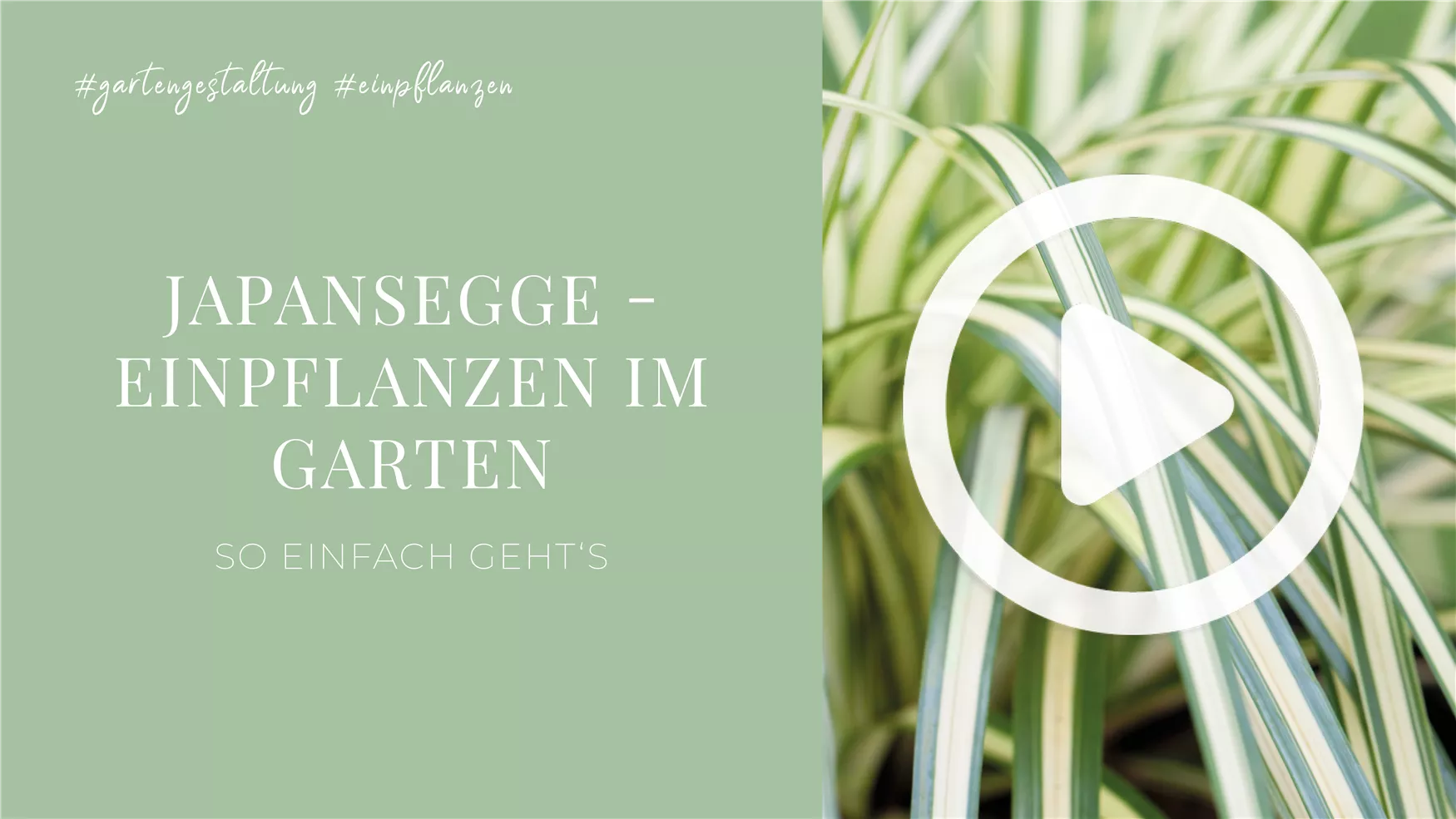 Japansegge - Einpflanzen im Garten