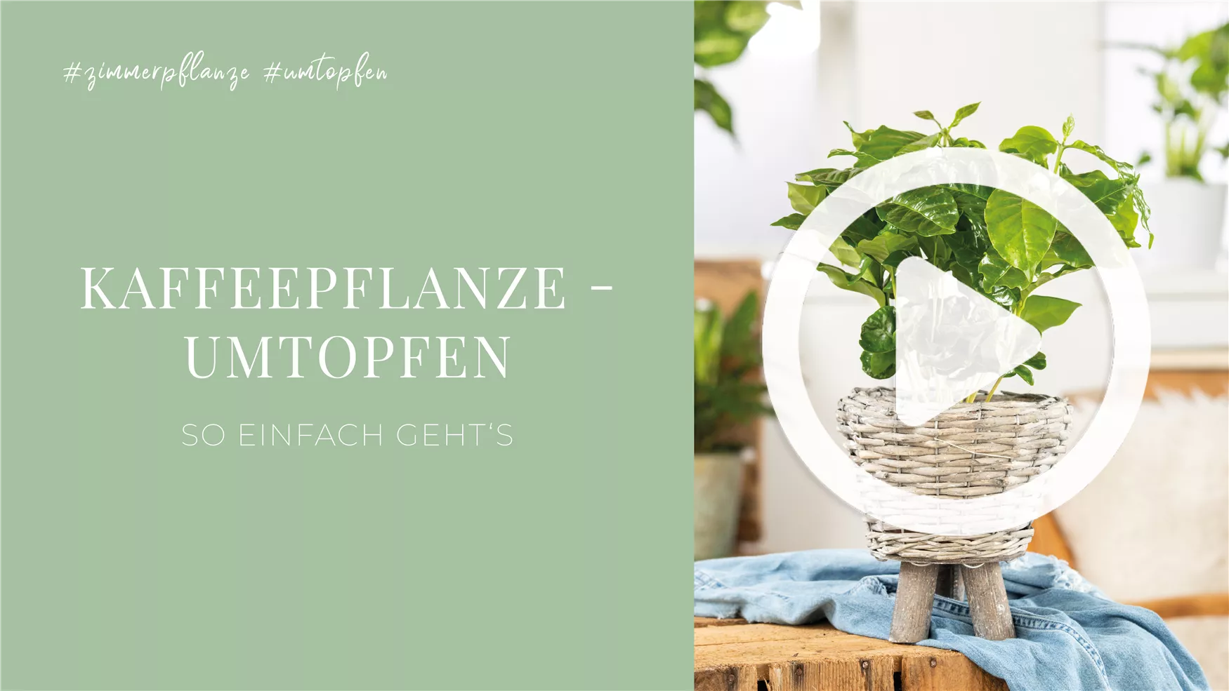 Kaffeepflanze - Umtopfen