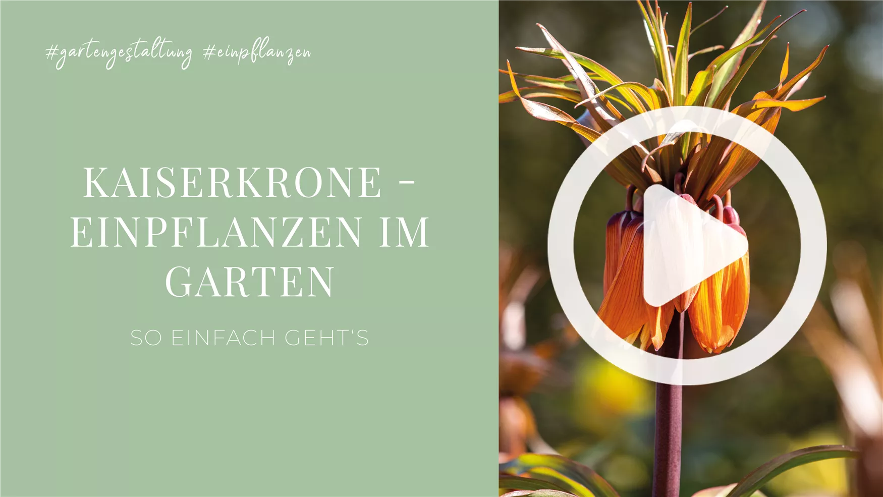 Kaiserkrone - Einpflanzen im Garten