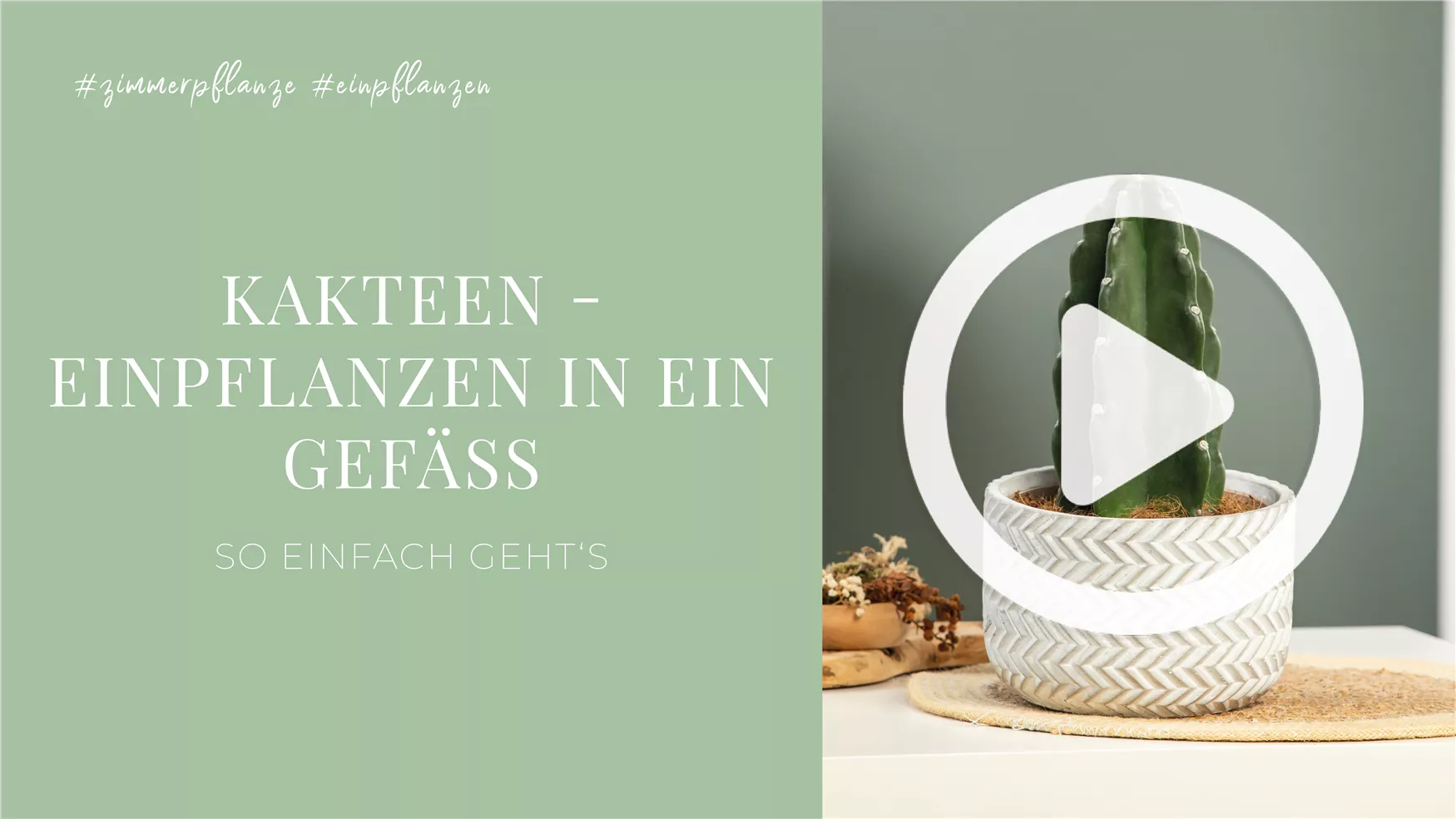 Kakteen - Einpflanzen in ein Gefäß