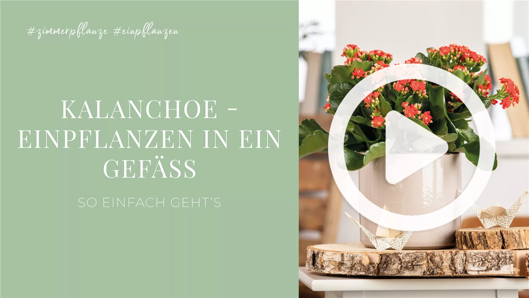 Kalanchoe - Einpflanzen in ein Gefäß