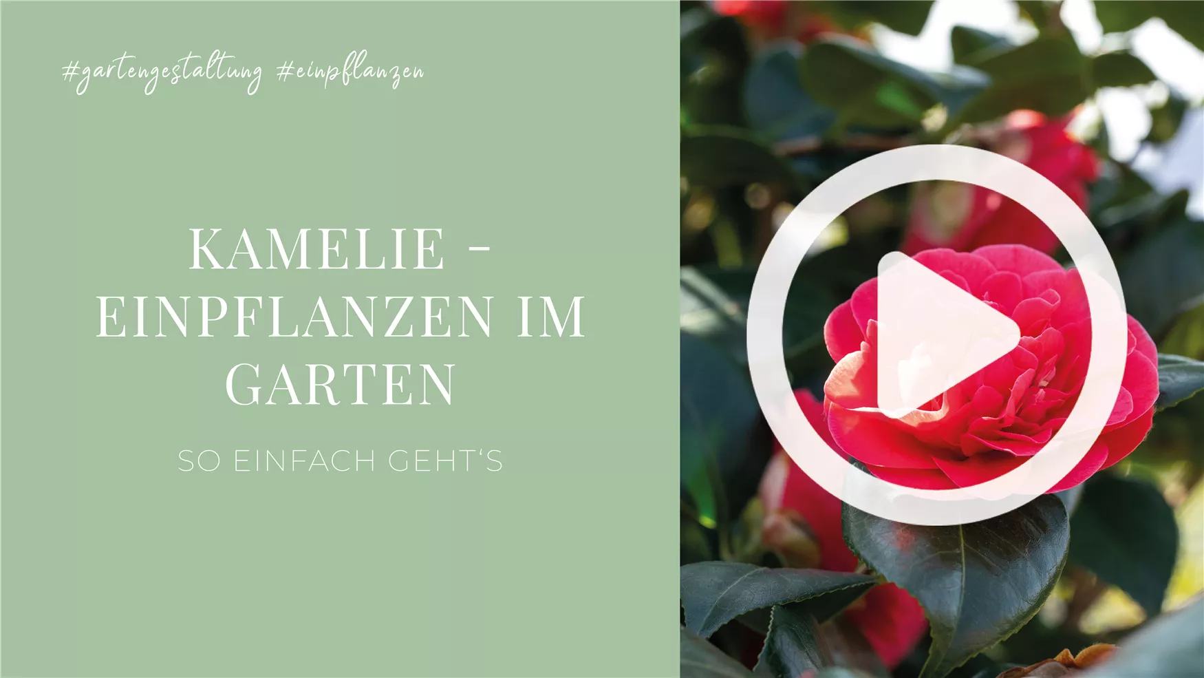 Kamelie - Einpflanzen im Garten