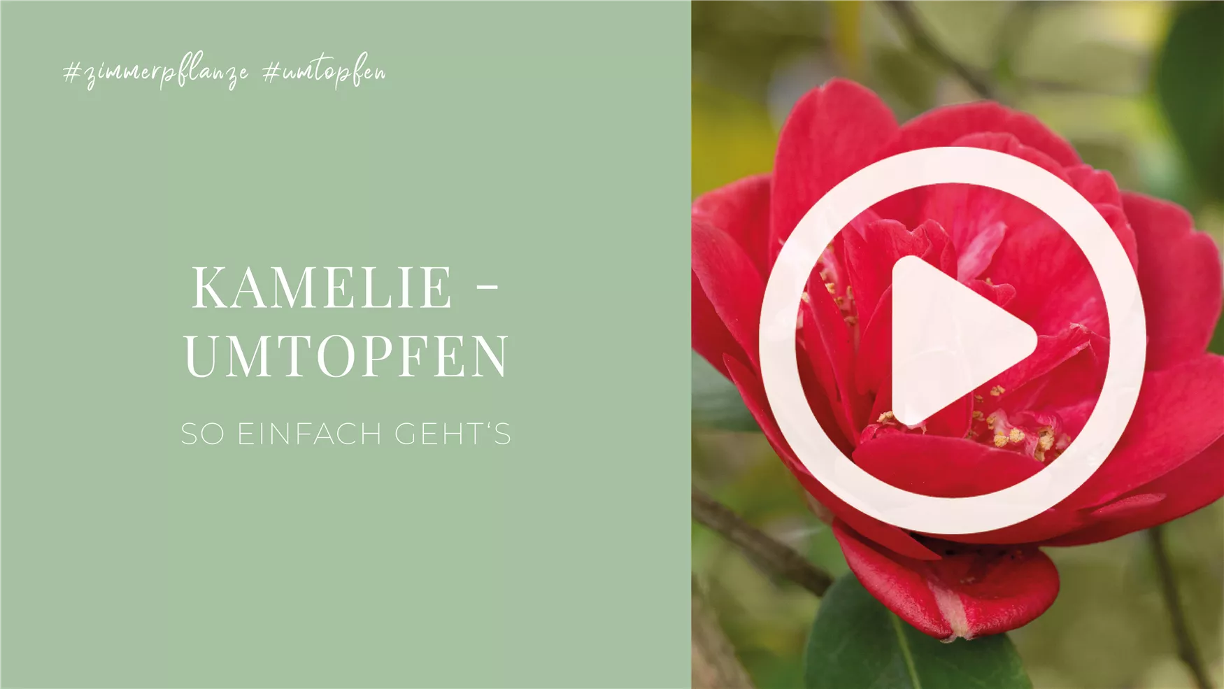 Kamelie - Umtopfen