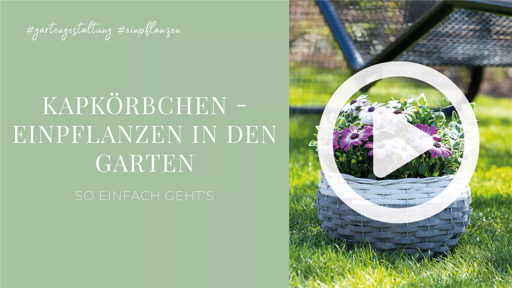 Kapkörbchen - Einpflanzen in den Garten