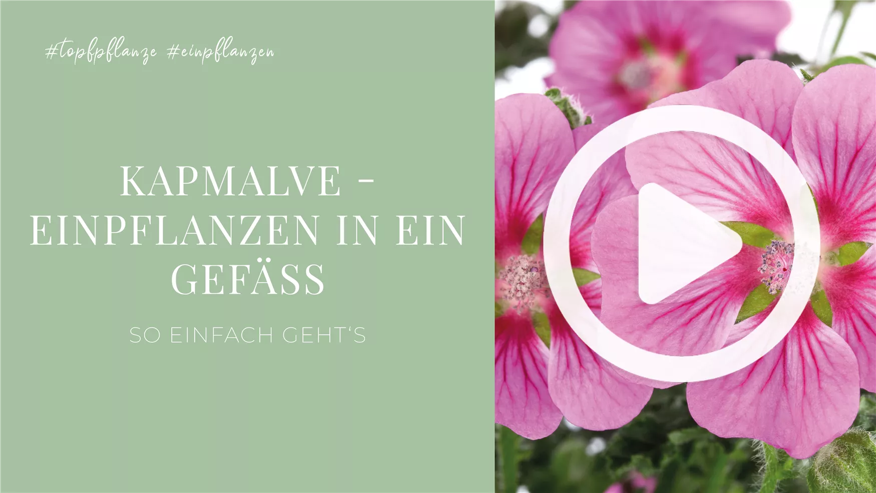 Kapmalve - Einpflanzen in ein Gefäß