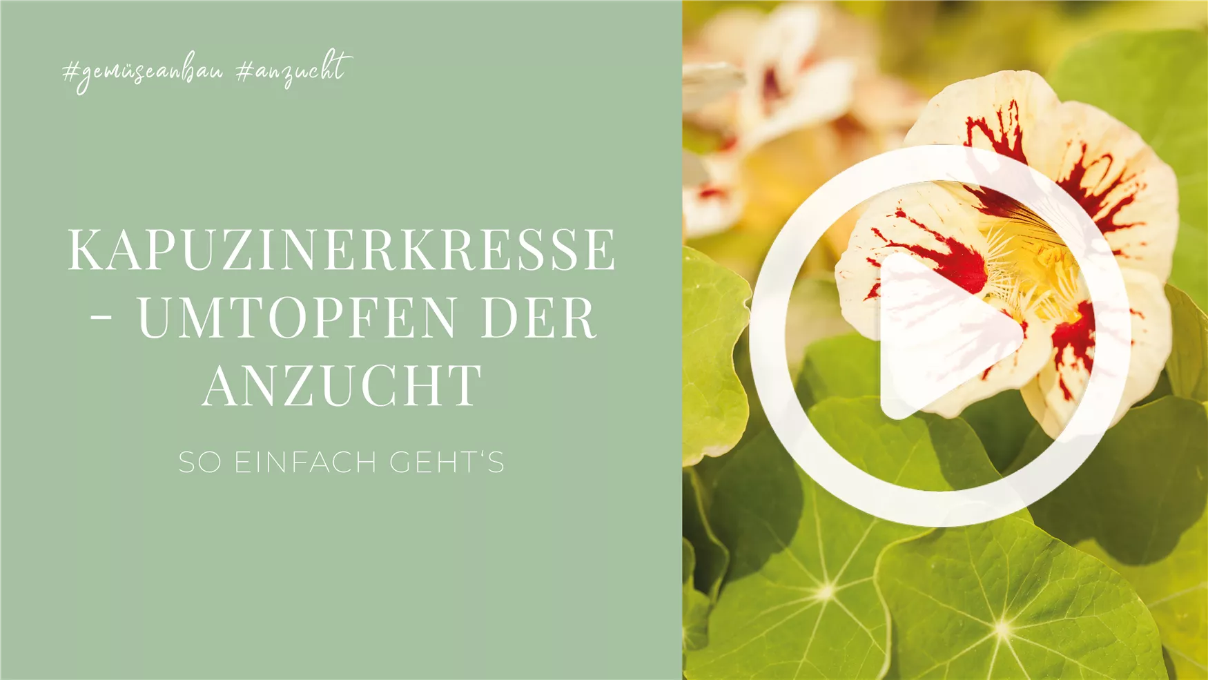 Kapuzinerkresse - Umtopfen der Anzucht