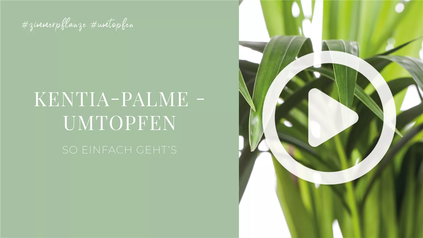 Kentia-Palme - Umtopfen