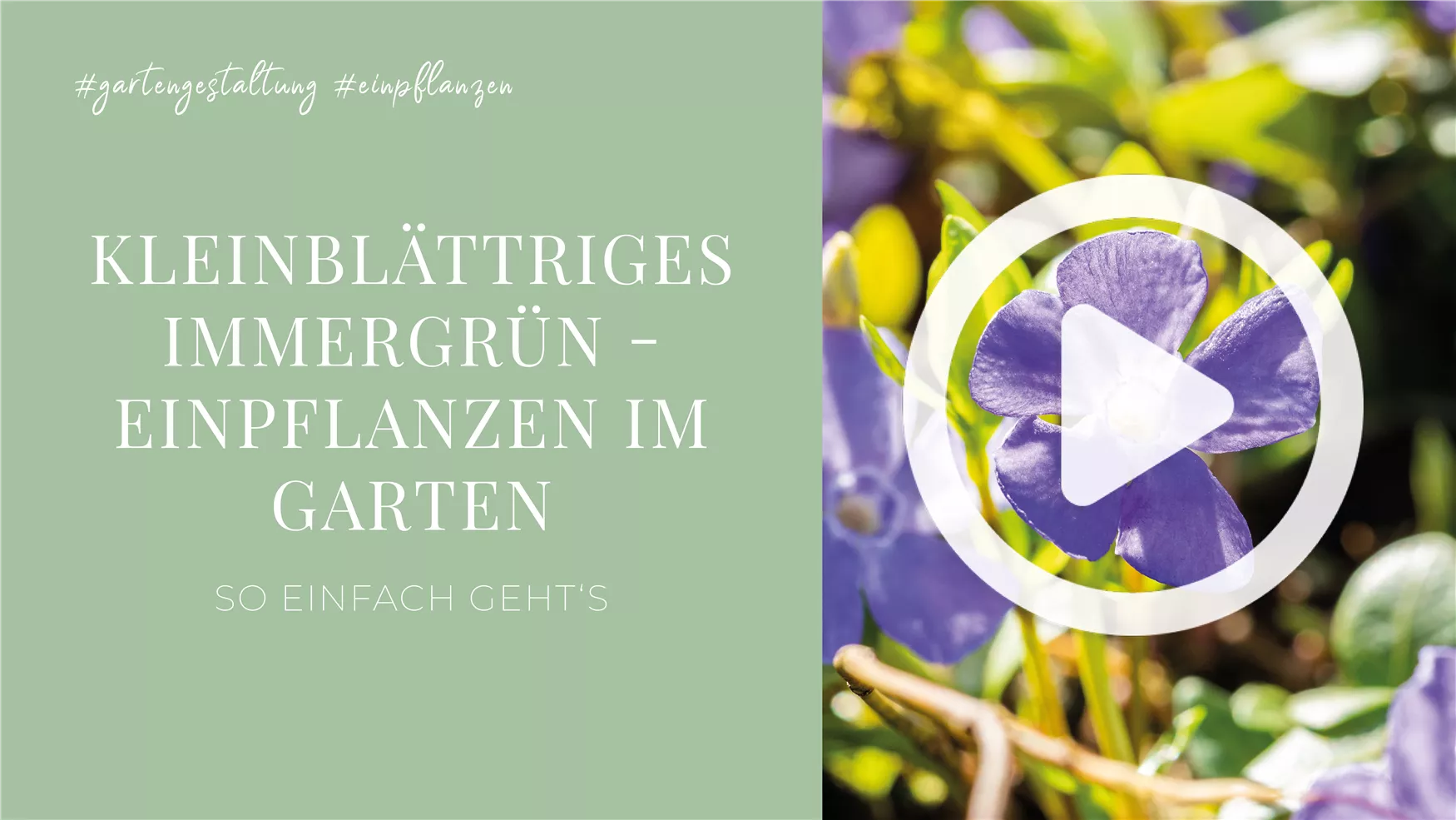 Kleinblättriges Immergrün - Einpflanzen im Garten