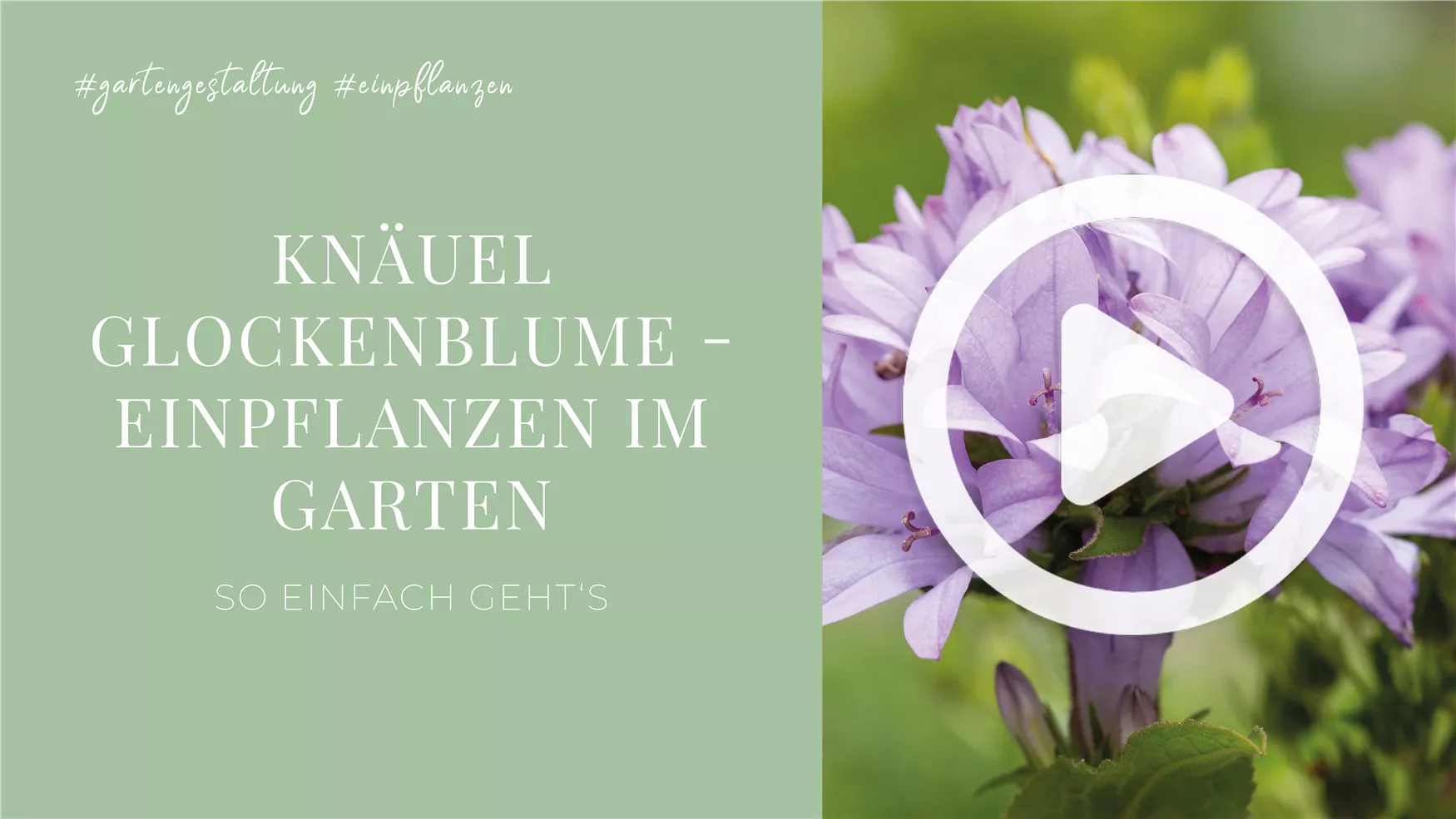 Knäuel Glockenblume - Einpflanzen im Garten