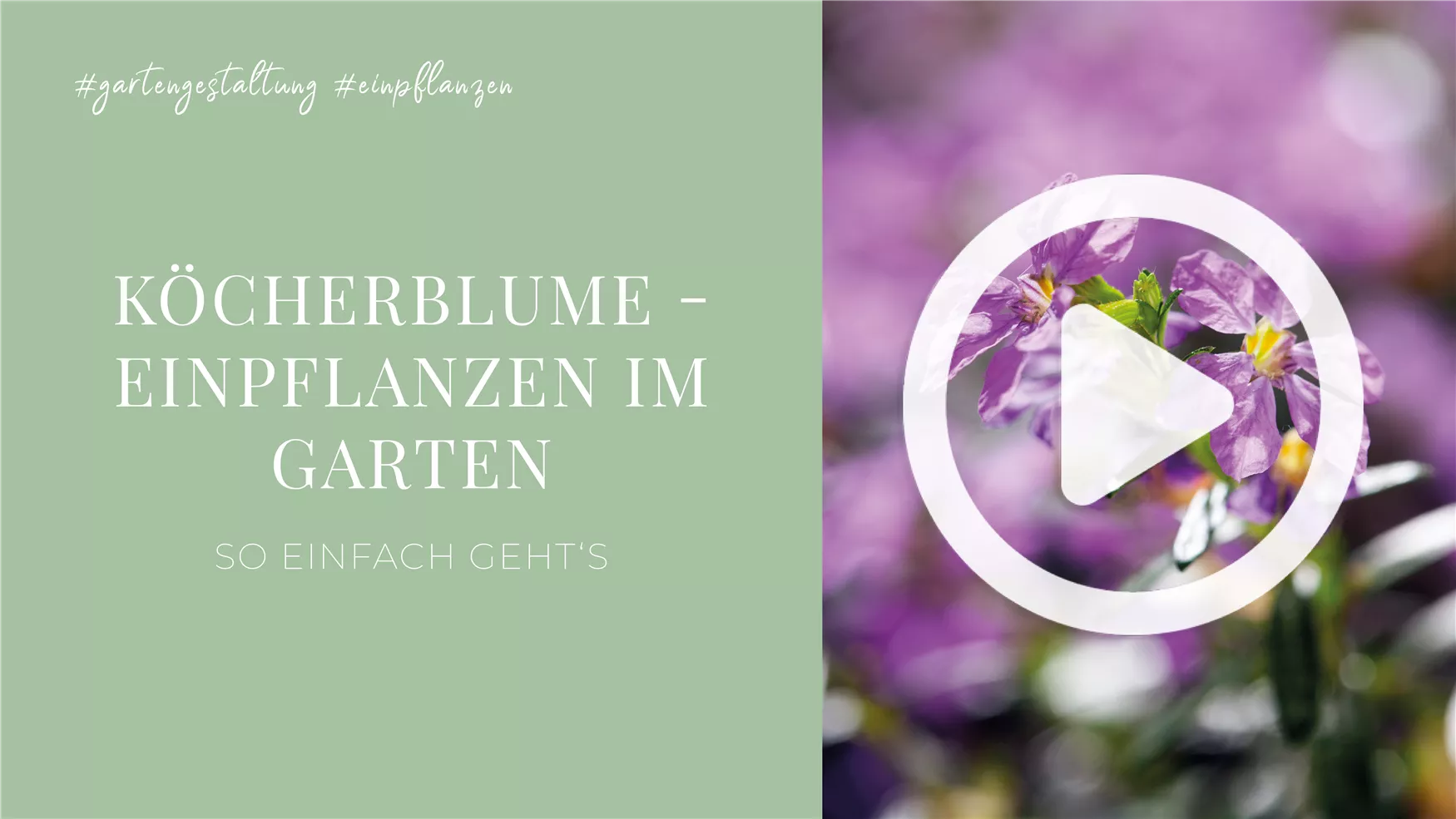 Köcherblume - Einpflanzen im Garten Köcherblume - Einpflanzen im Garten