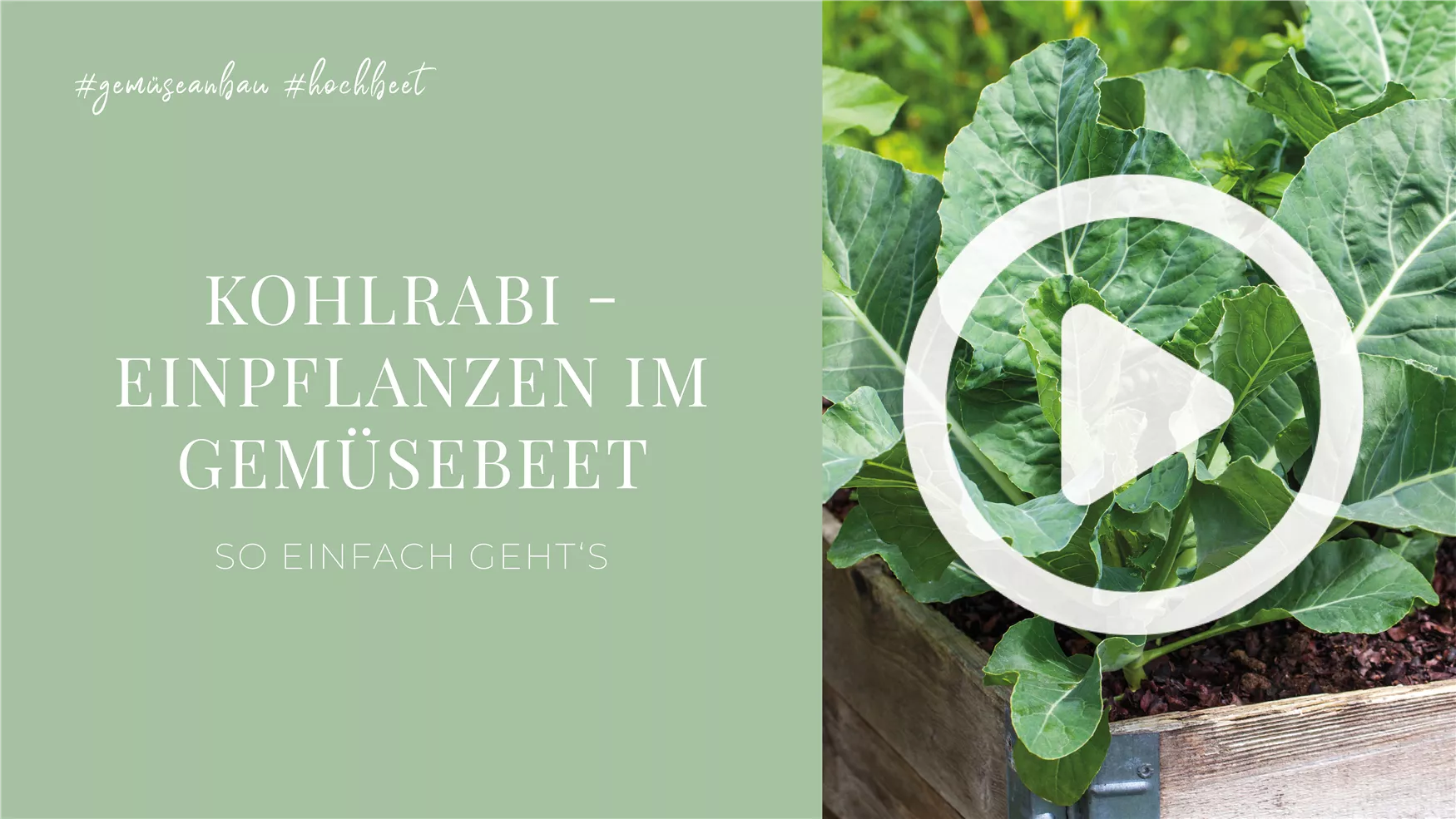 Kohlrabi - Einpflanzen im Gemüsebeet