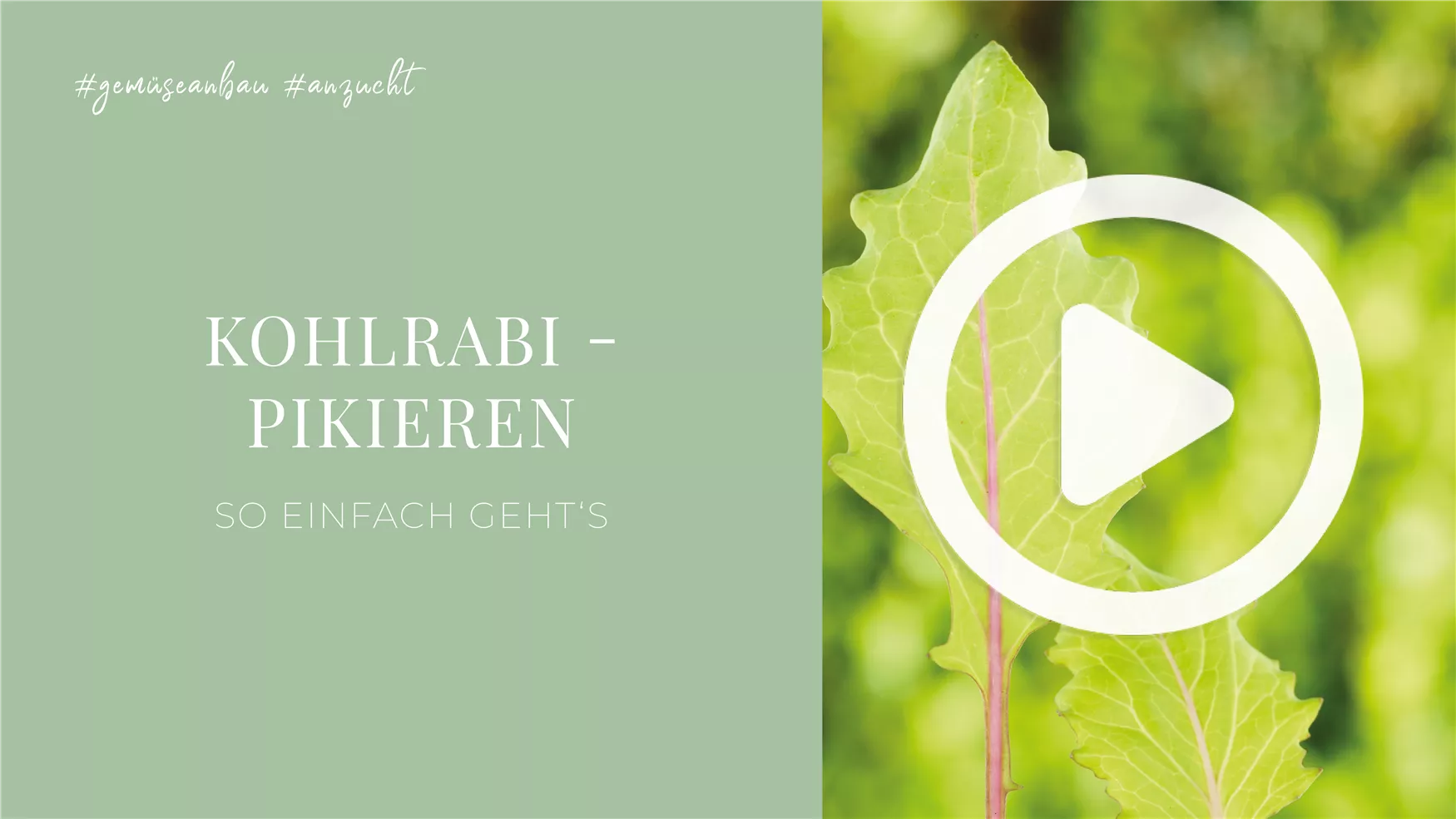 Kohlrabi - Pikieren