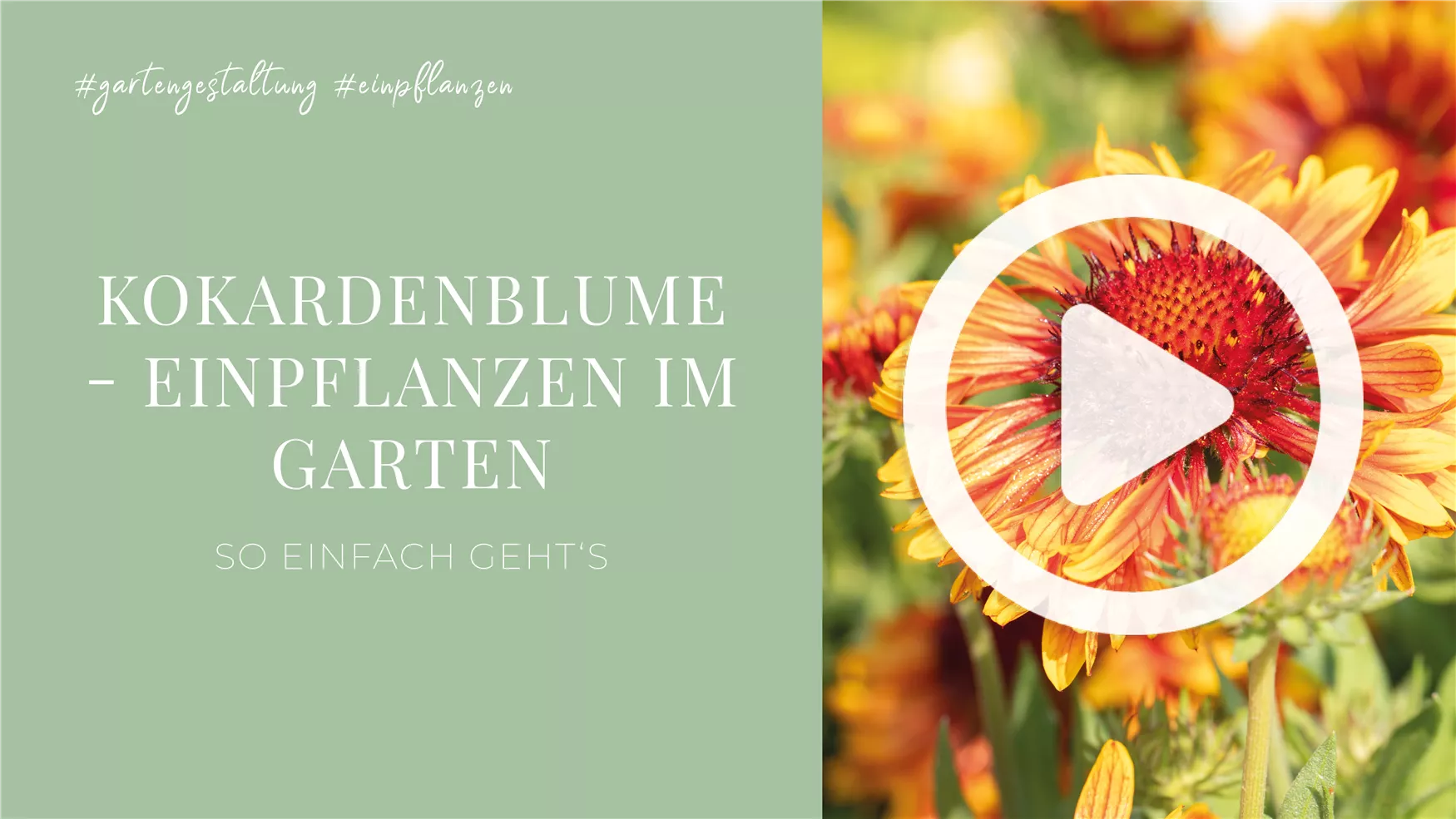 Kokardenblume - Einpflanzen im Garten