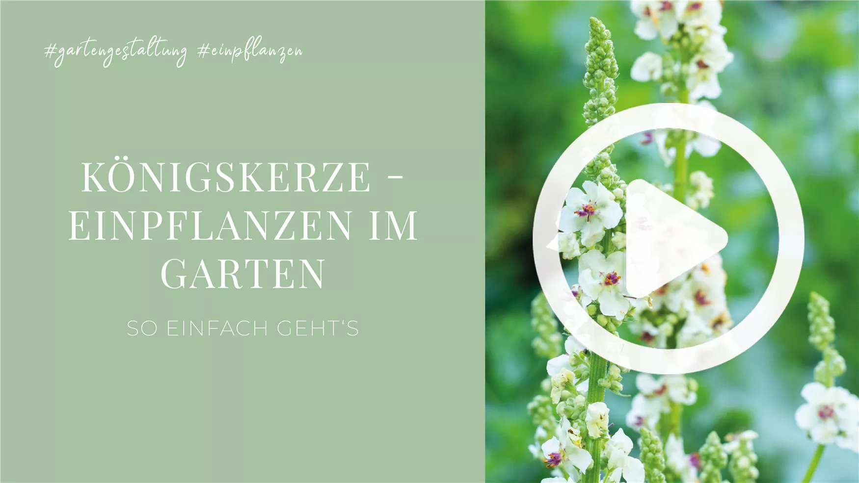 Königskerze - Einpflanzen im Garten