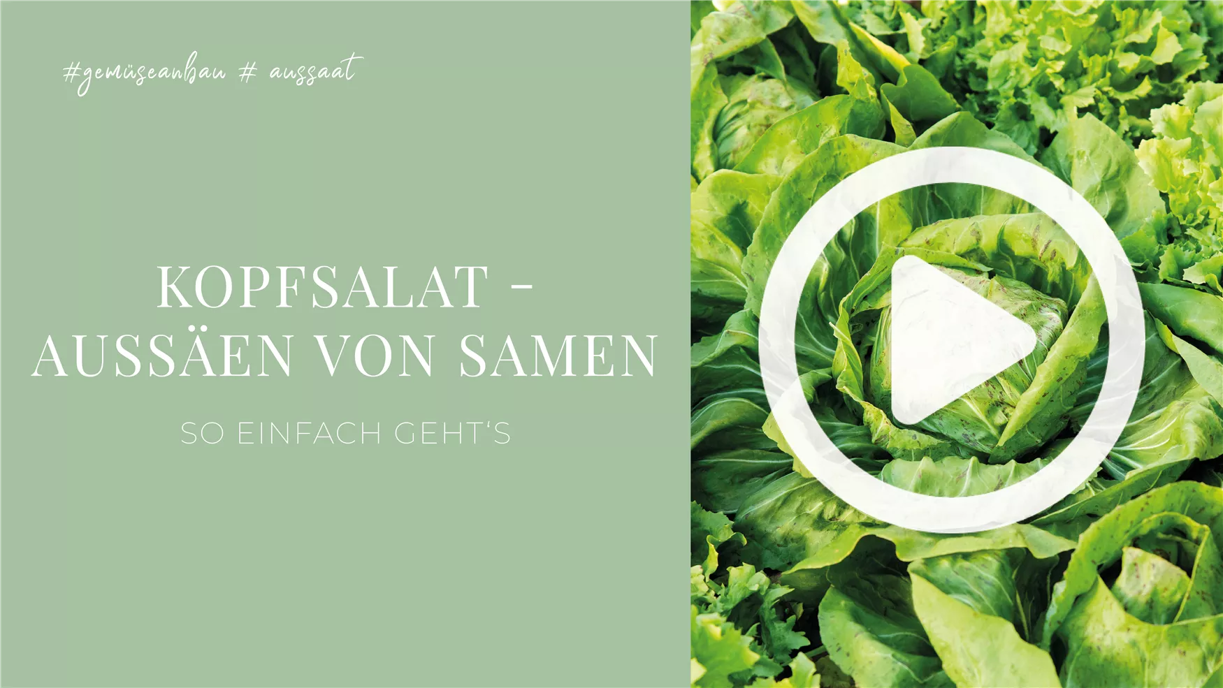 Kopfsalat - Aussäen von Samen