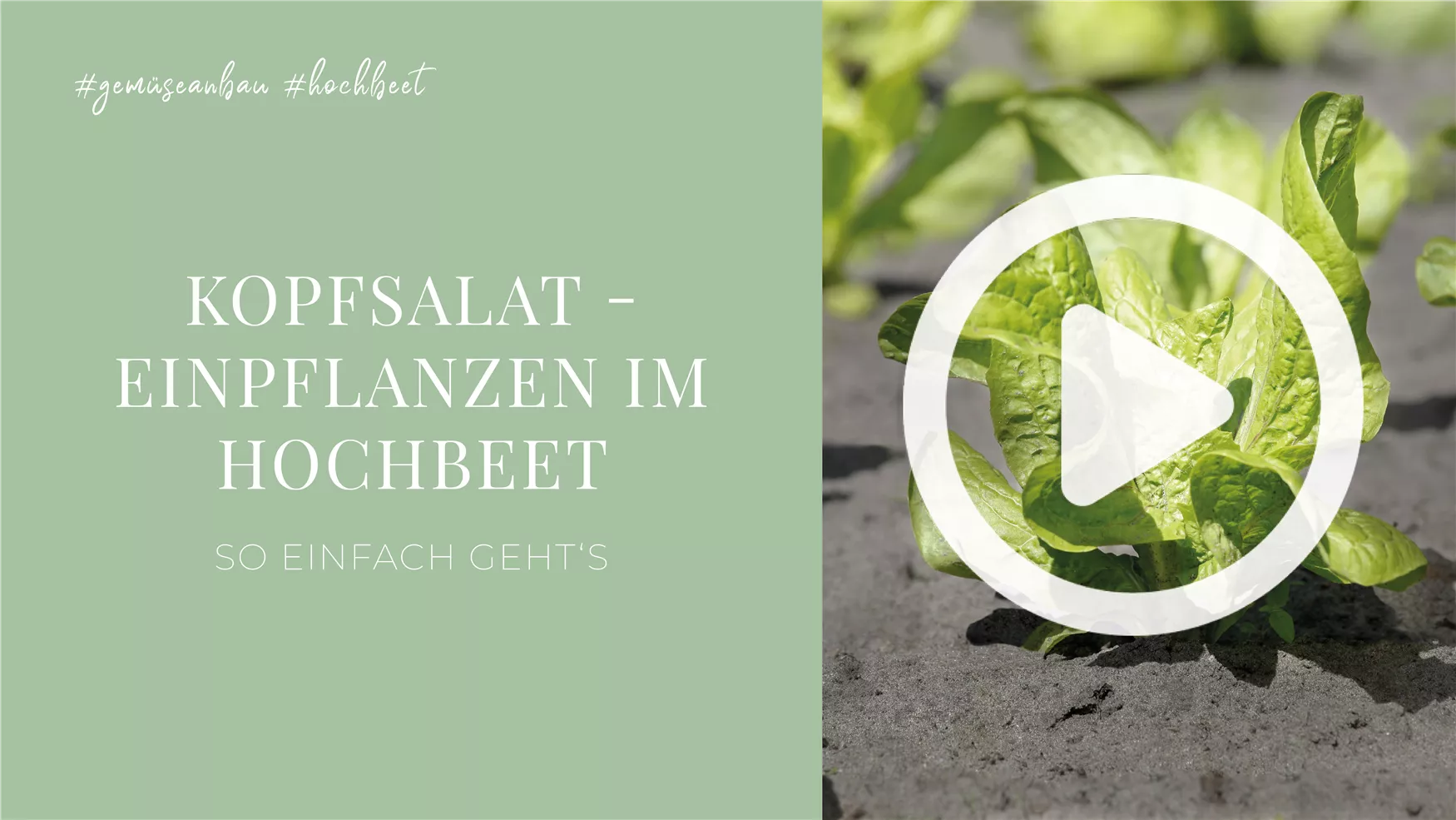 Kopfsalat - Einpflanzen im Hochbeet