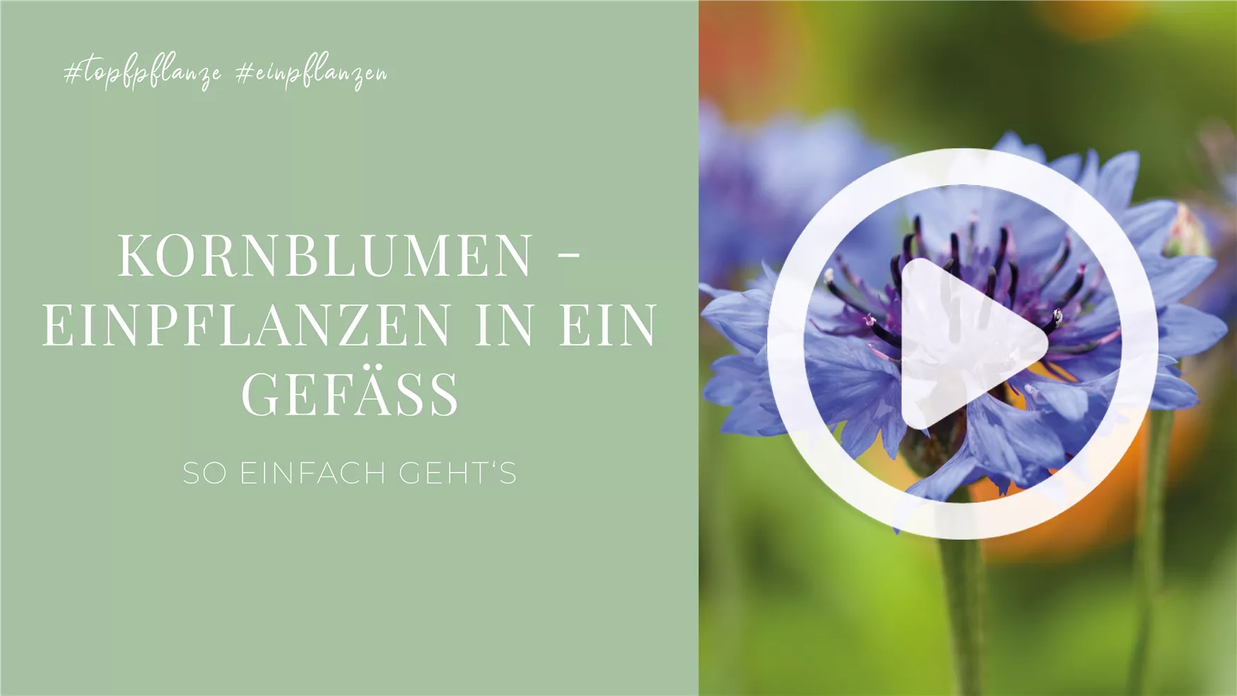 Kornblumen - Einpflanzen in ein Gefäß