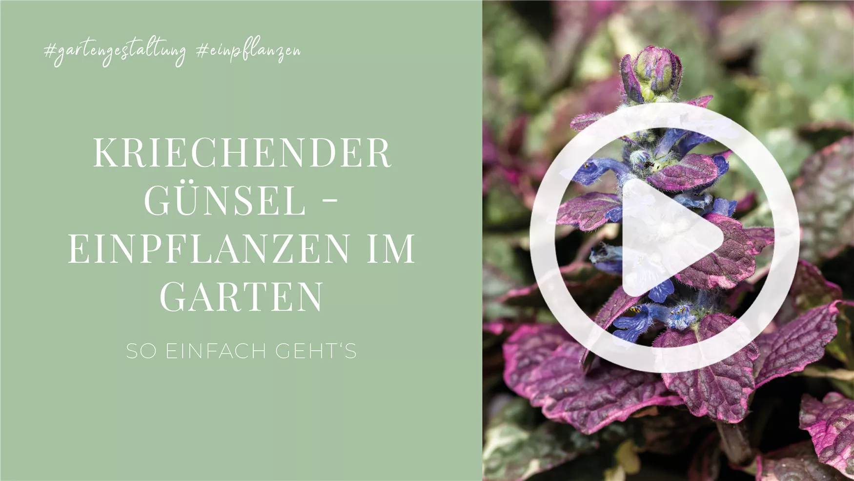 Kriechender Günsel - Einpflanzen im Garten