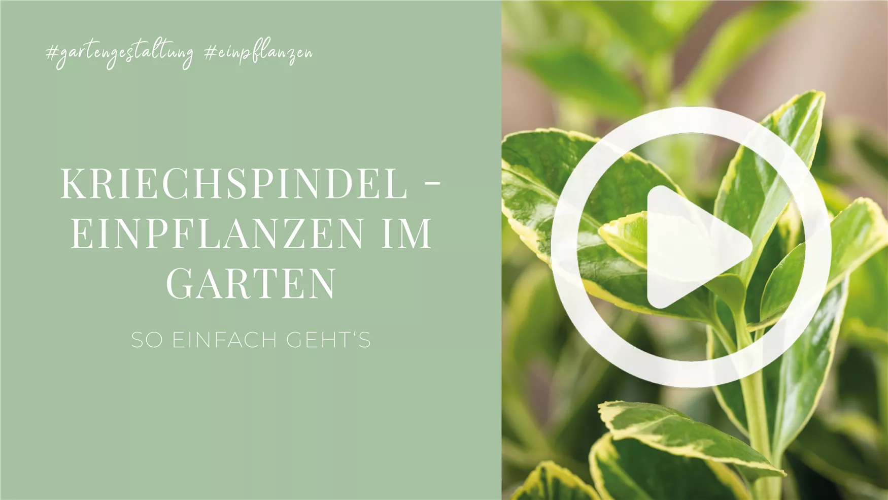 Kriechspindel - Einpflanzen im Garten