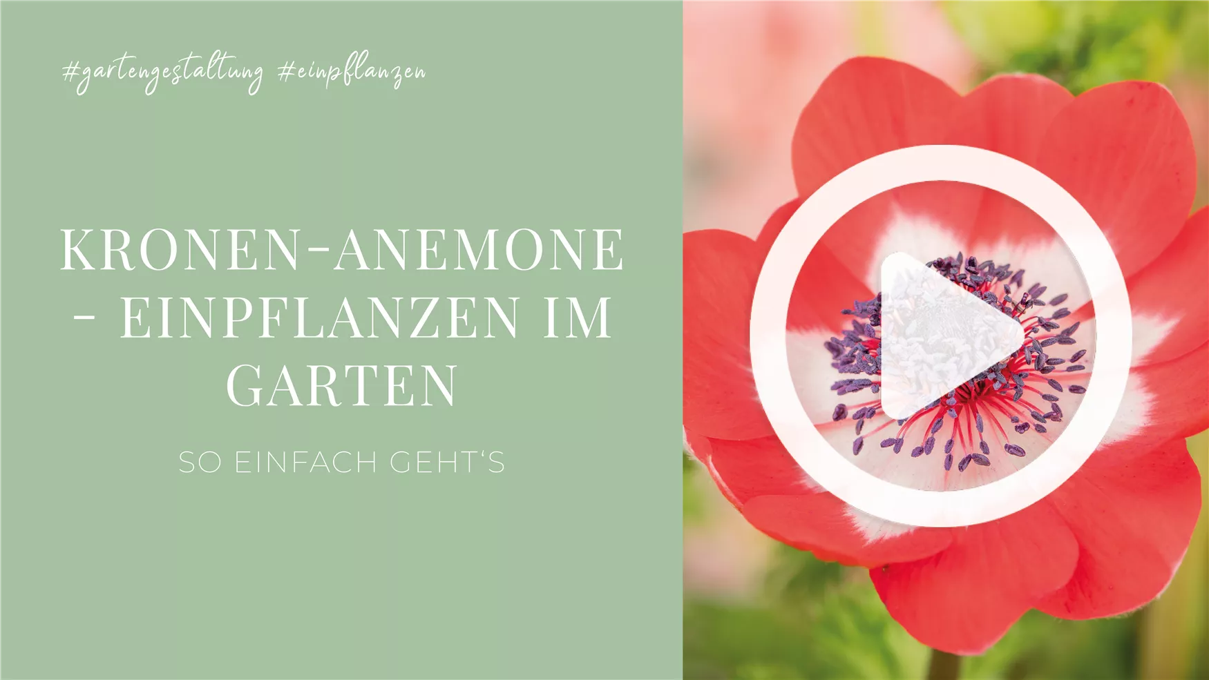 Kronen-Anemone - Einpflanzen im Garten