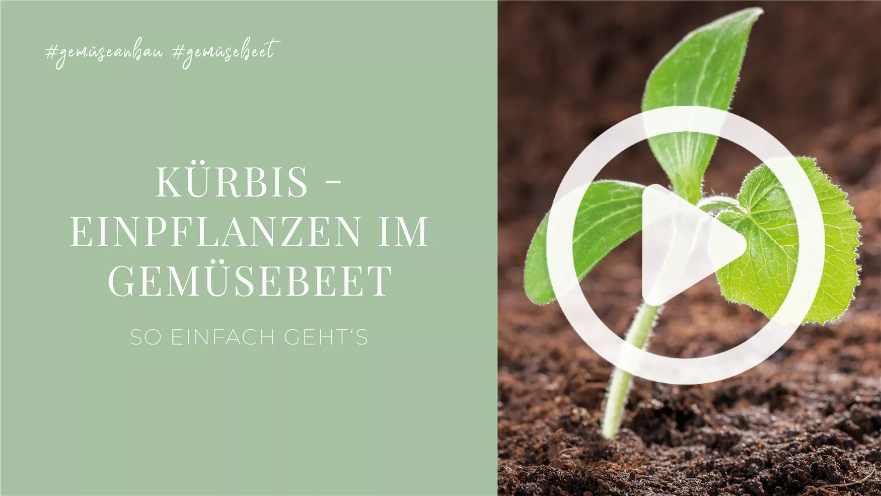 Kürbis - Einpflanzen im Gemüsebeet