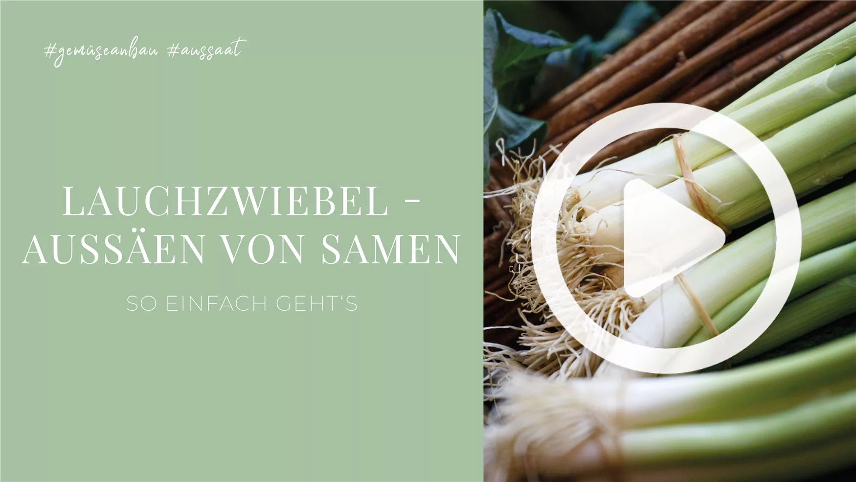 Lauchzwiebel - Aussäen von Samen