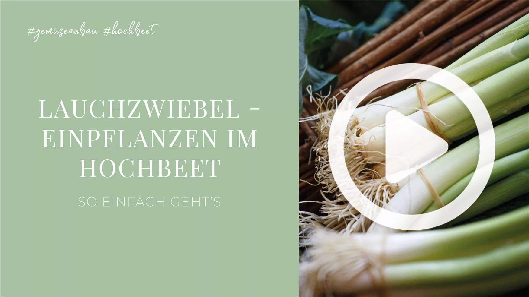 Lauchzwiebel - Einpflanzen im Hochbeet