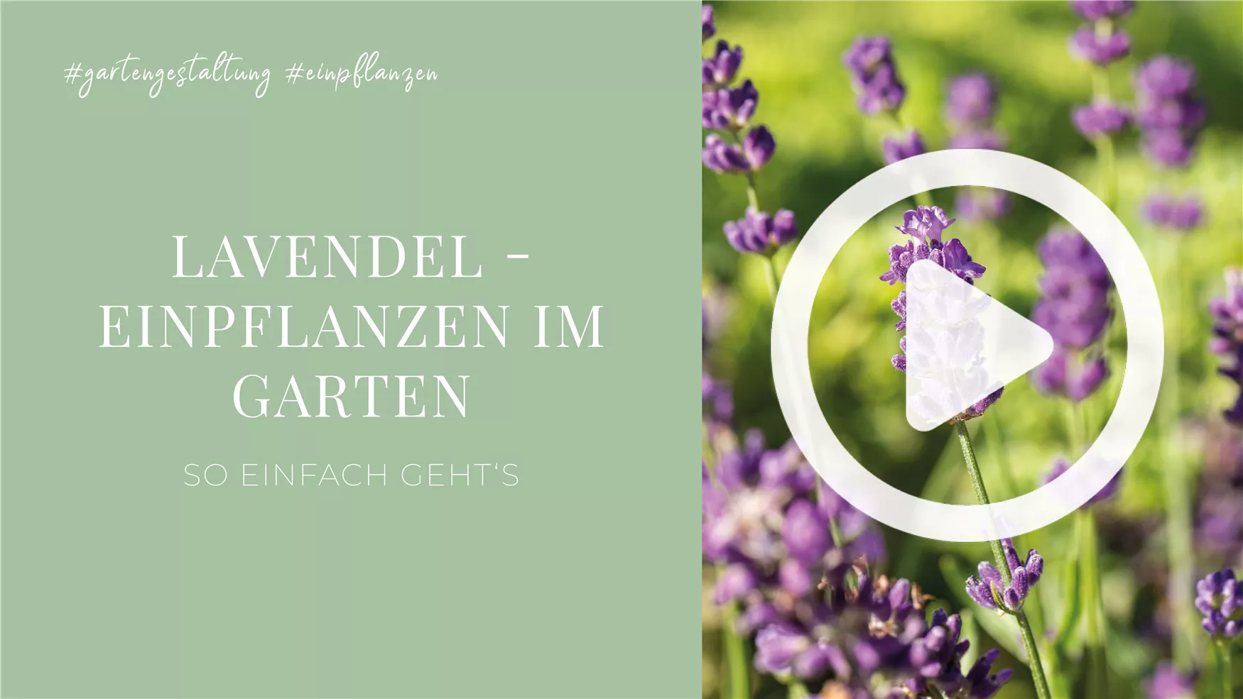 Lavendel - Einpflanzen im Garten