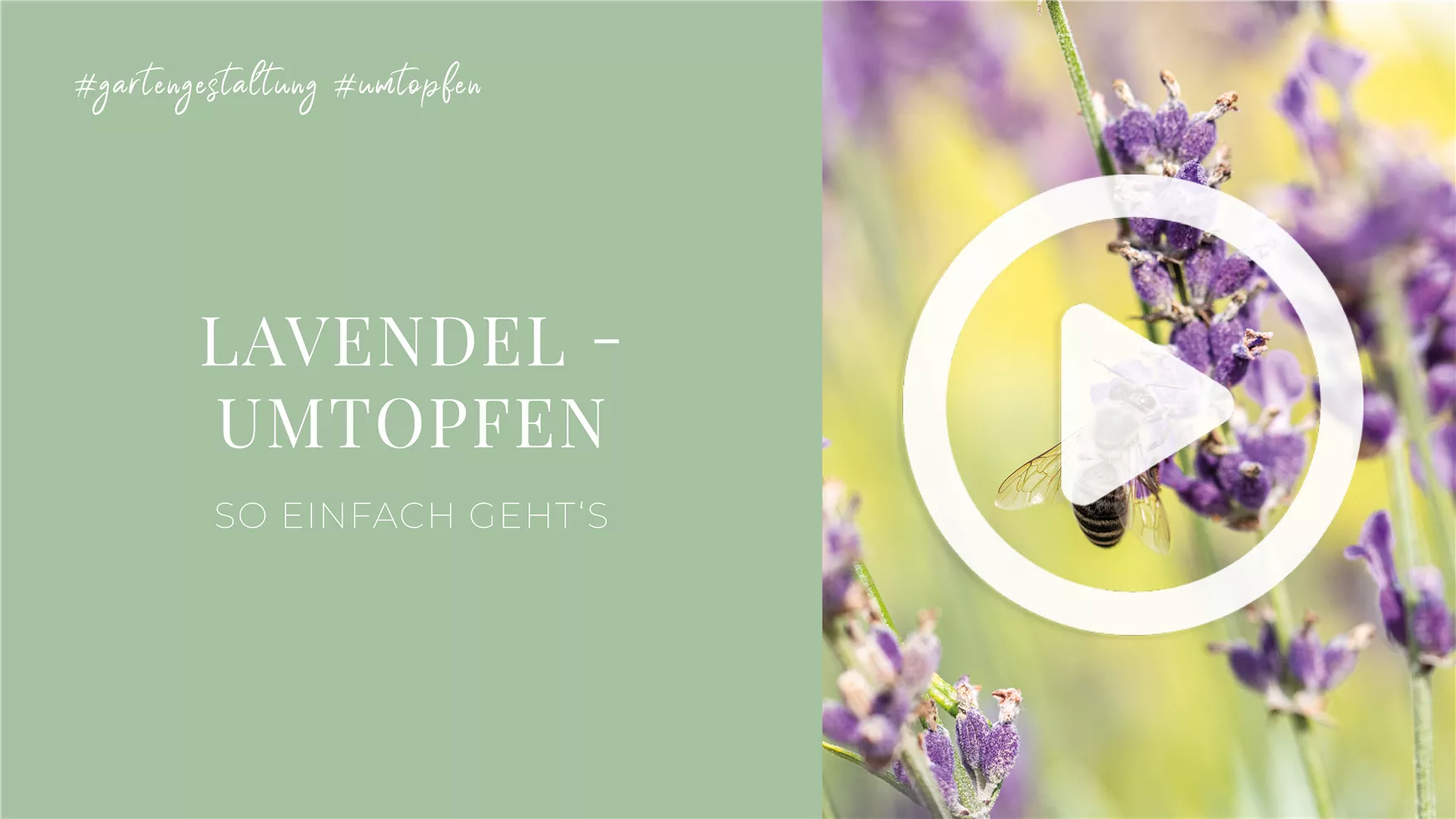 Lavendel - Umtopfen