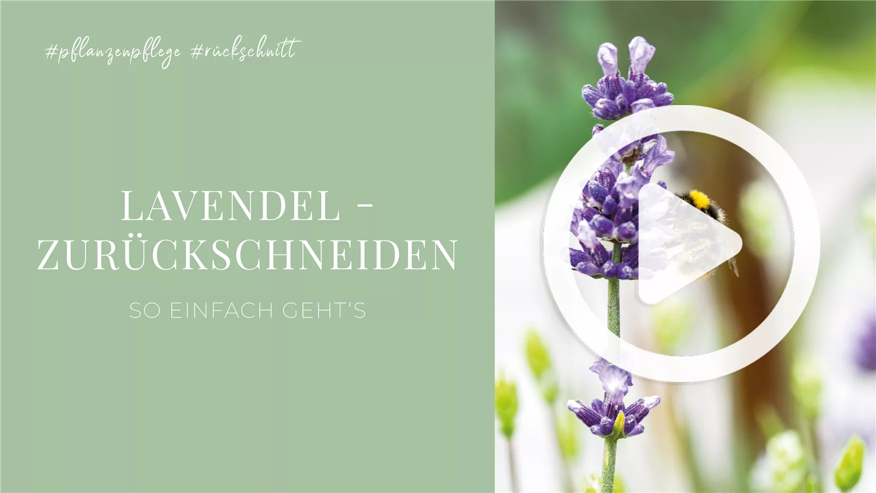 Lavendel - Zurückschneiden