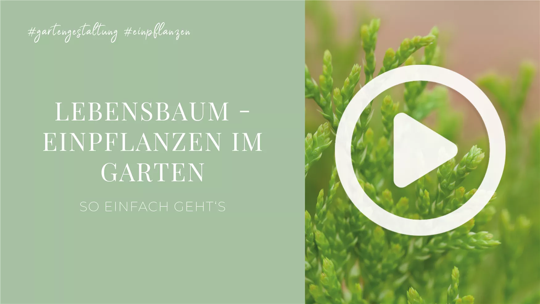 Lebensbaum - Einpflanzen im Garten