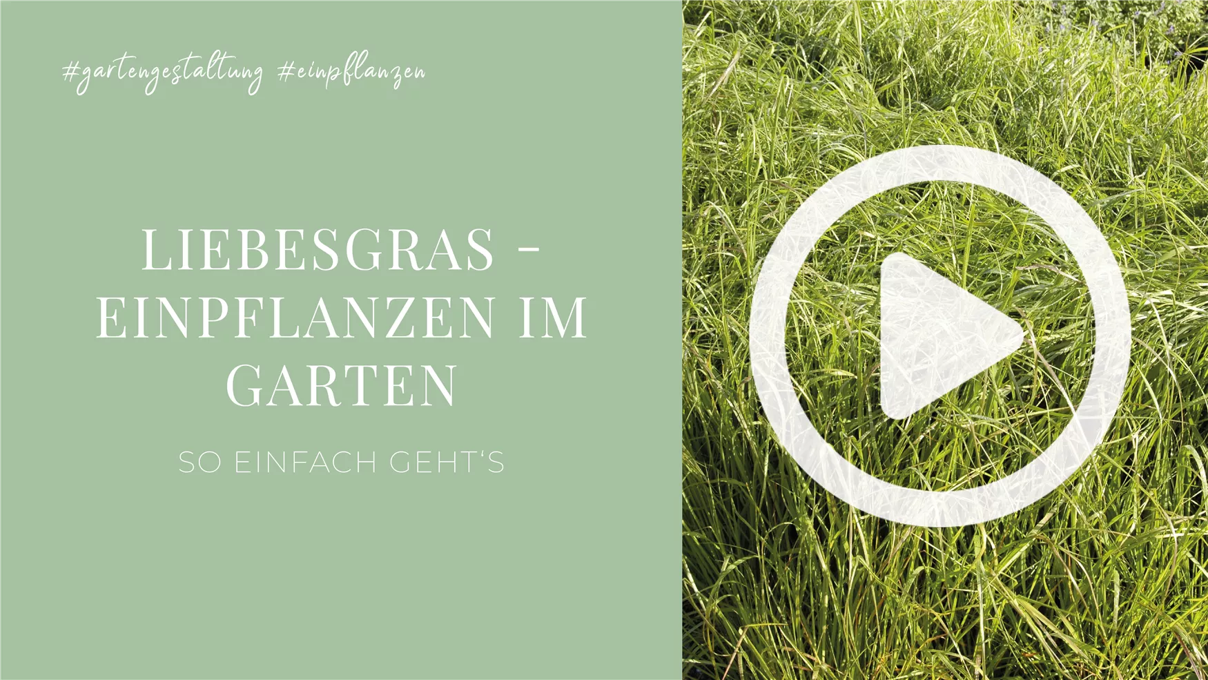 Liebesgras - Einpflanzen im Garten