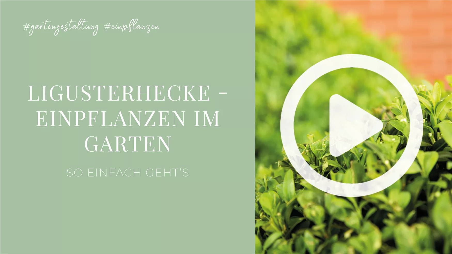 Ligusterhecke - Einpflanzen im Garten