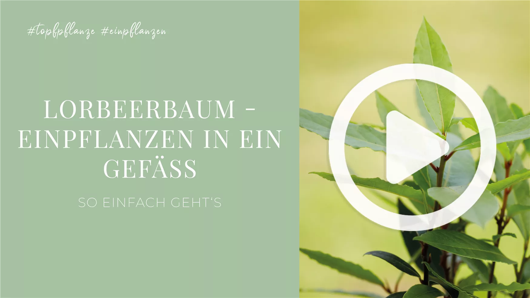 Lorbeerbaum - Einpflanzen in ein Gefäß