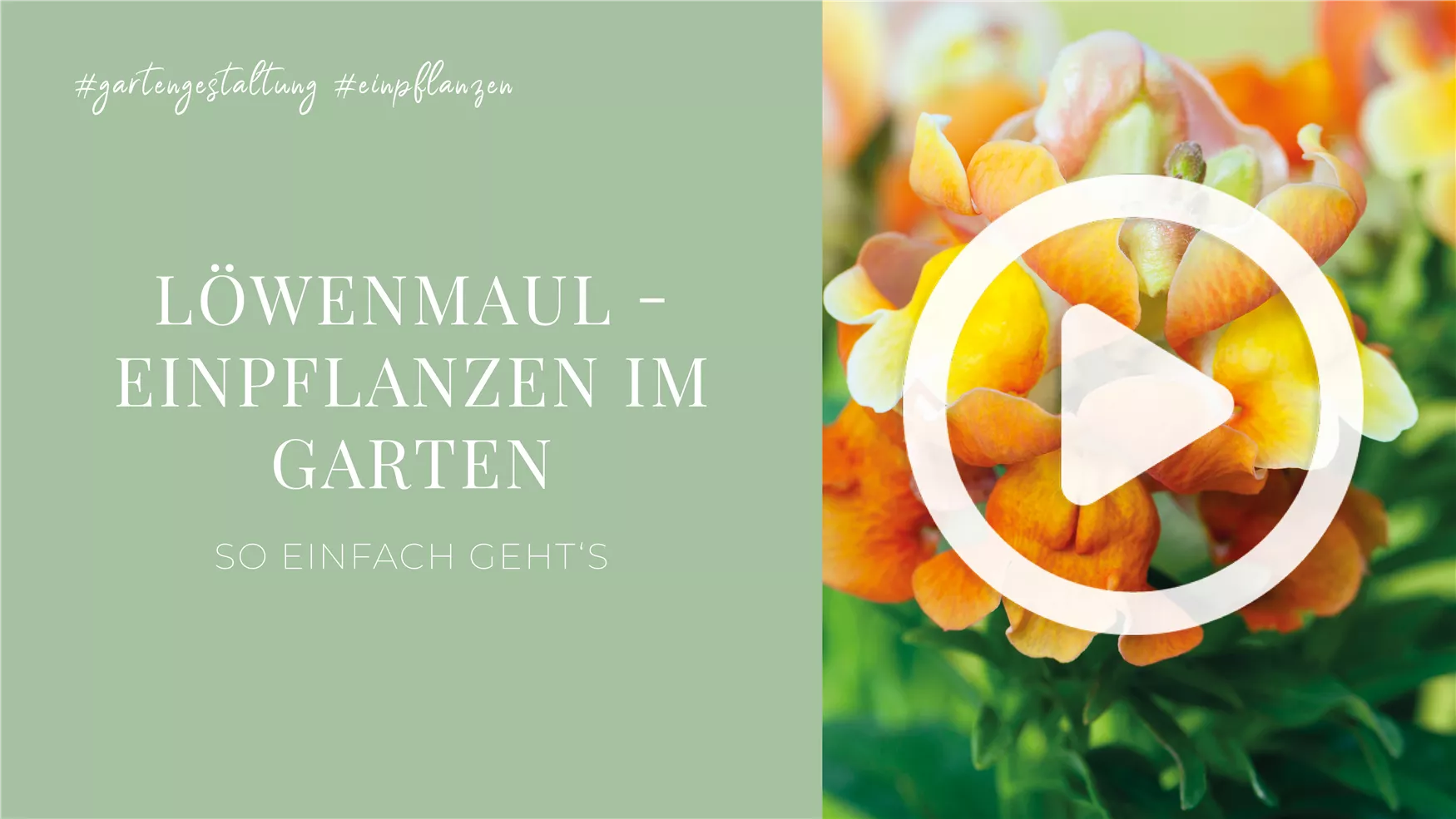 Löwenmaul - Einpflanzen im Garten