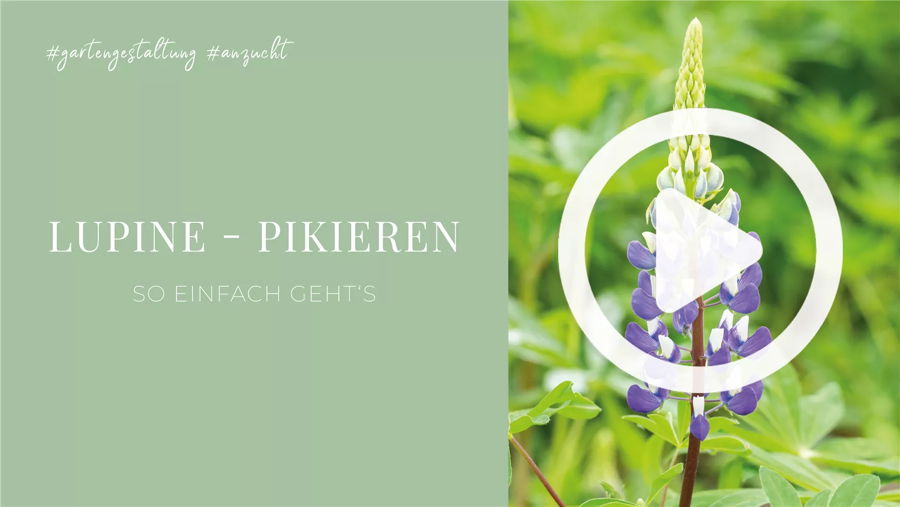 Lupine - Pikieren