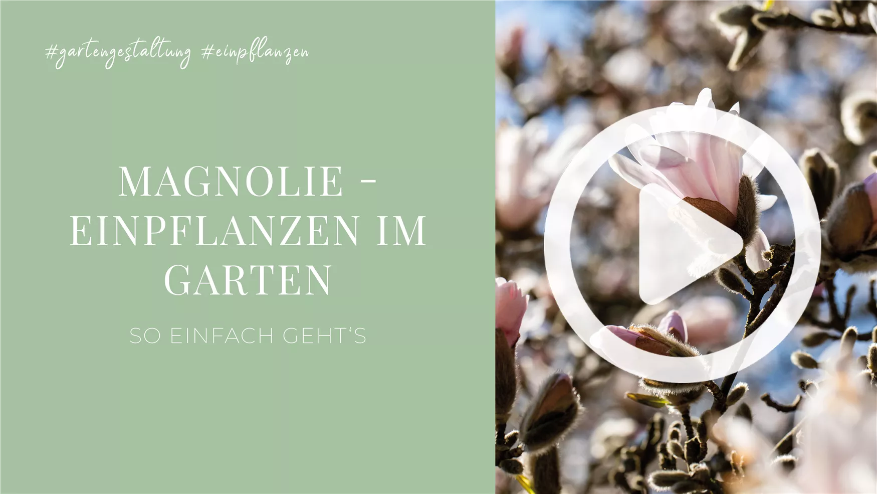 Magnolie - Einpflanzen im Garten