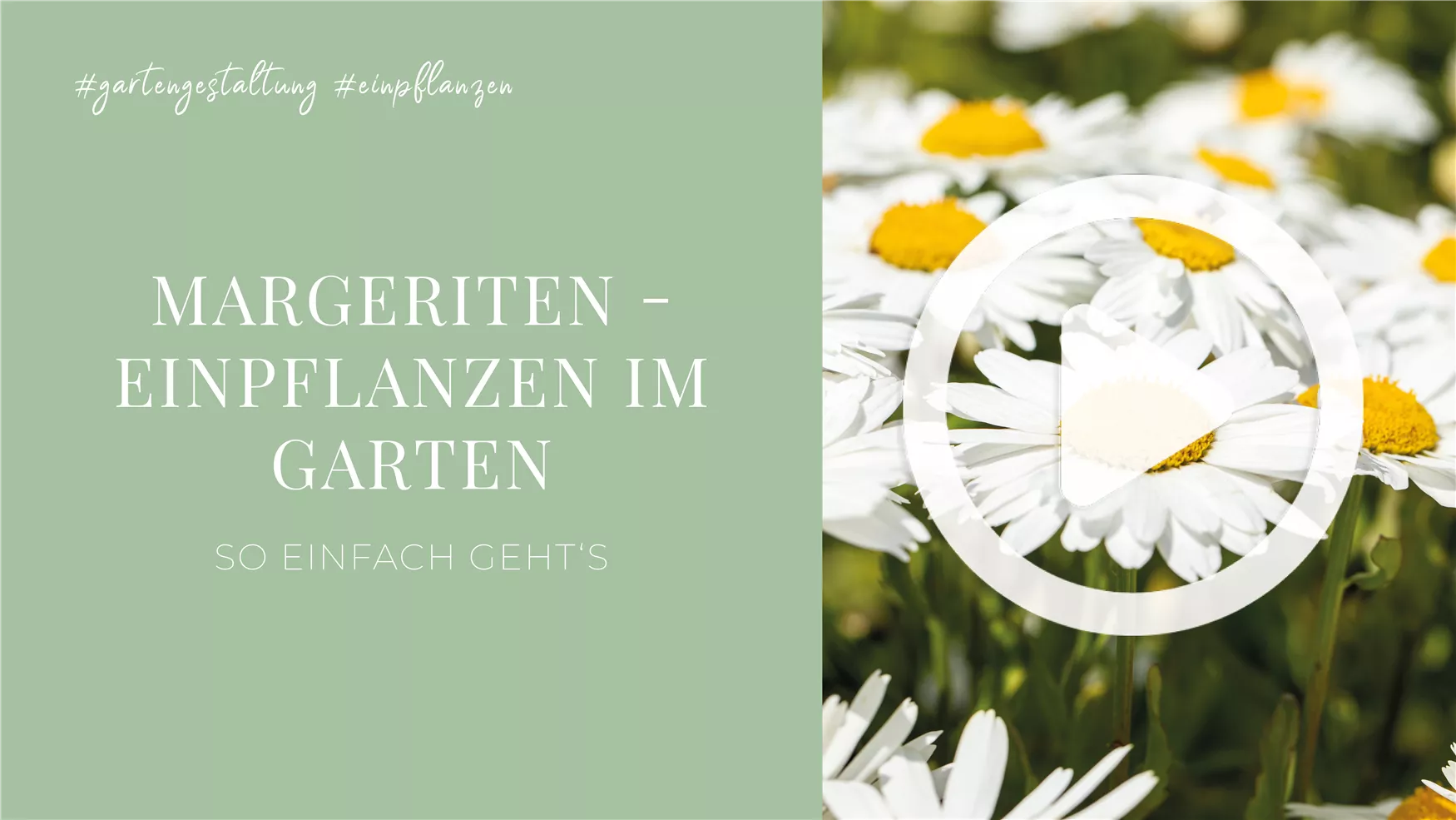 Margeriten - Einpflanzen im Garten