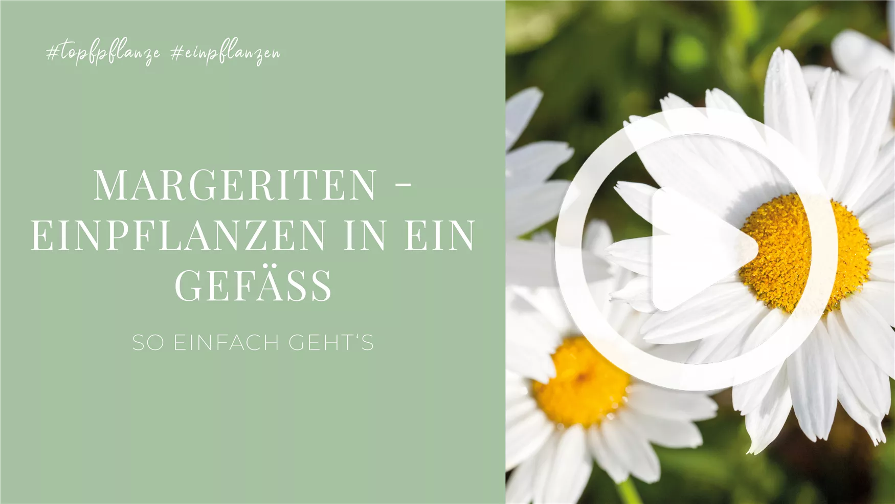 Margeriten - Einpflanzen in ein Gefäß