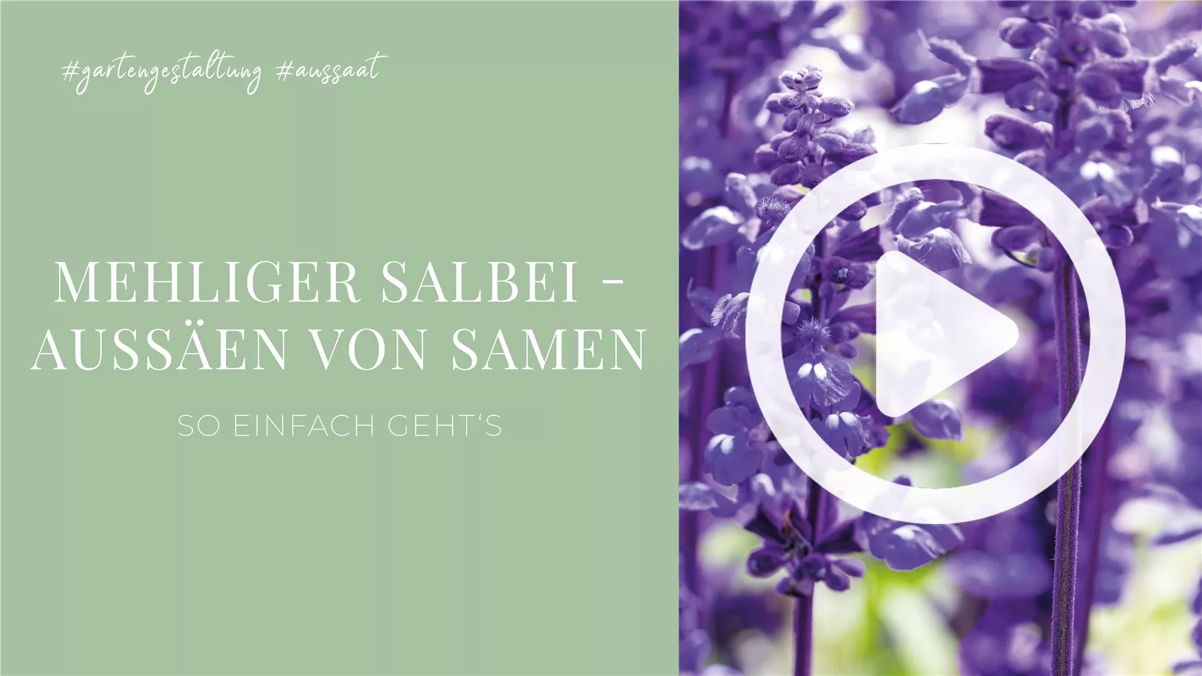 Mehliger Salbei - Aussäen von Samen