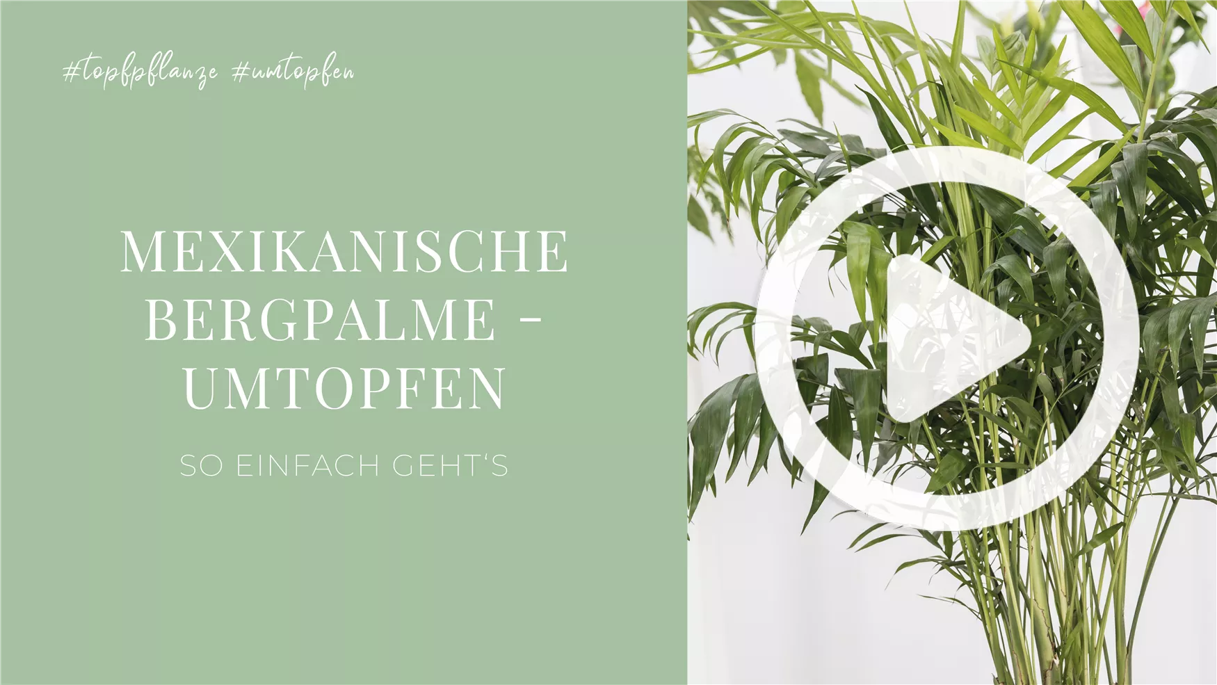 Mexikanische Bergpalme - Umtopfen