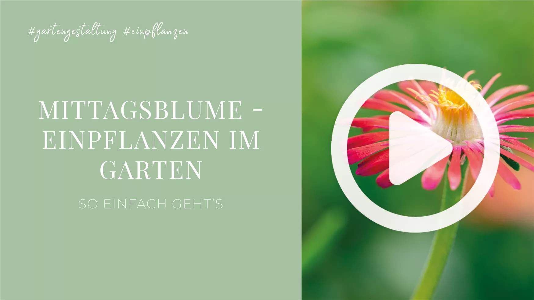 Mittagsblume - Einpflanzen im Garten