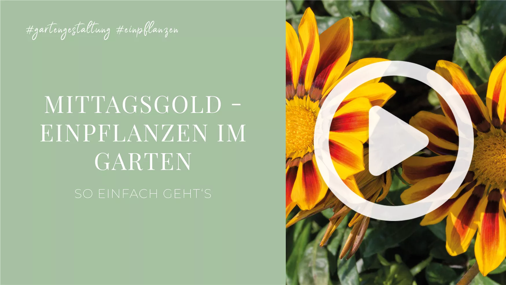 Mittagsgold - Einpflanzen im Garten