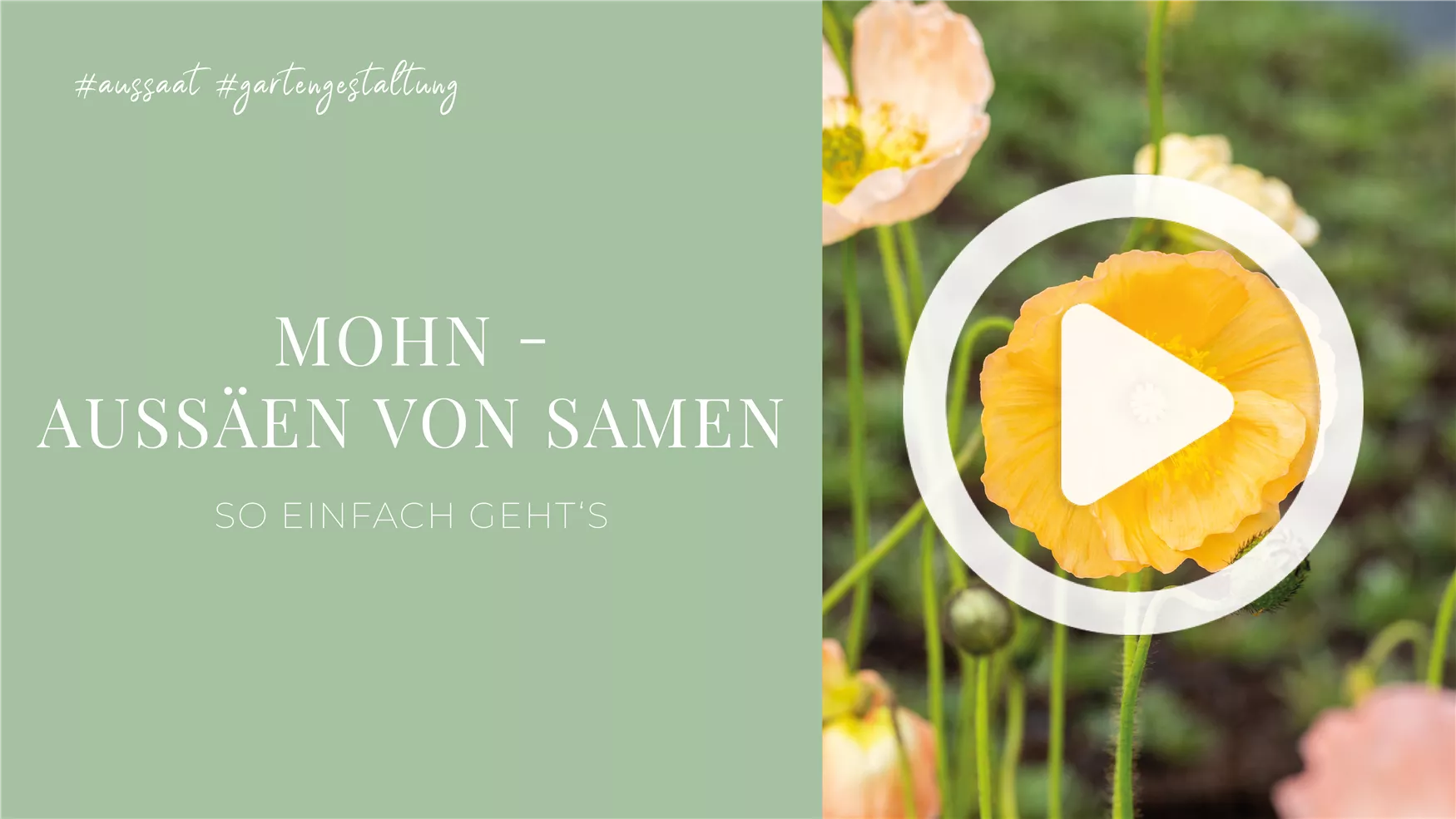 Mohn - Aussäen von Samen