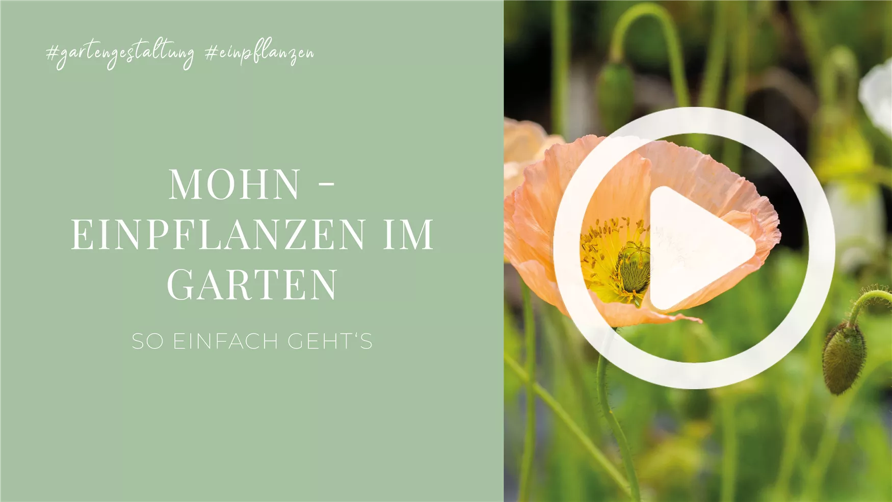 Mohn - Einpflanzen im Garten