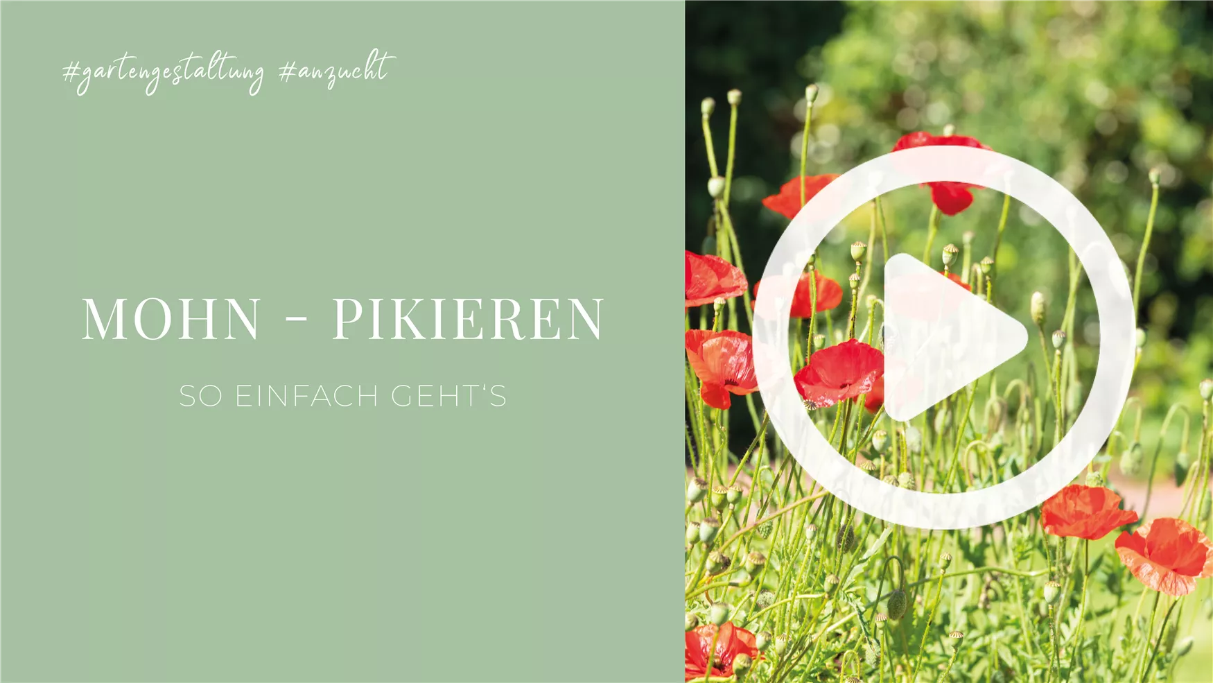 Mohn - Pikieren