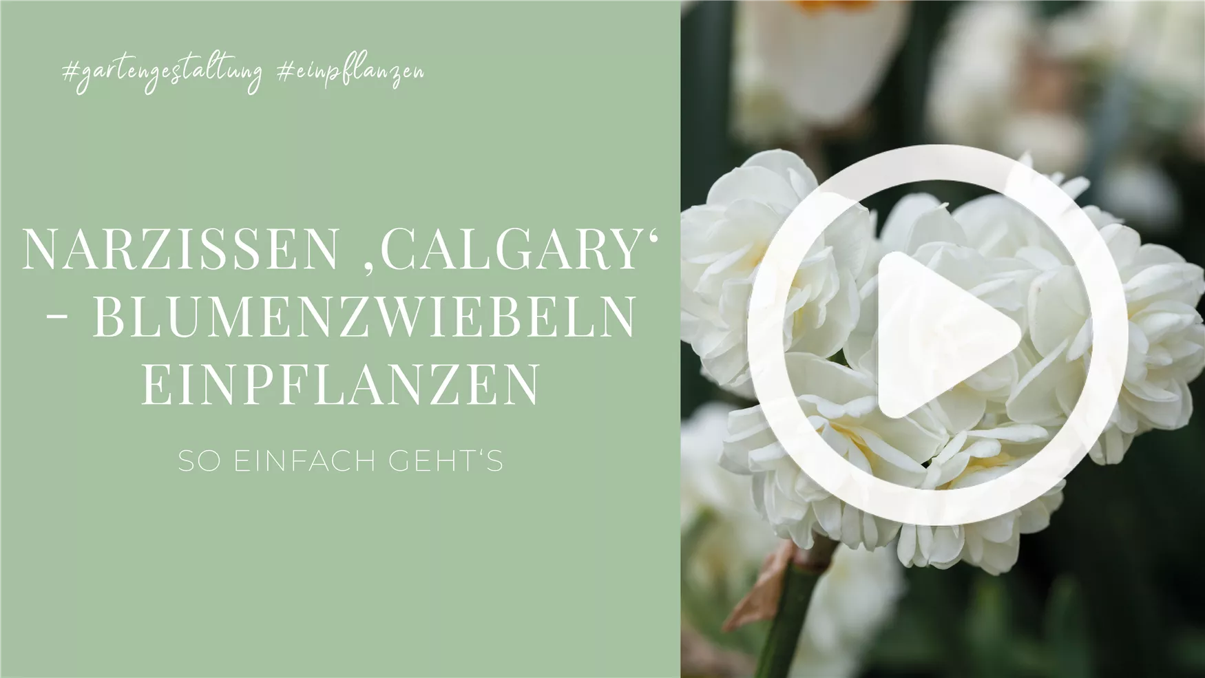 Narzissen 'Calgary' - Blumenzwiebeln einpflanzen